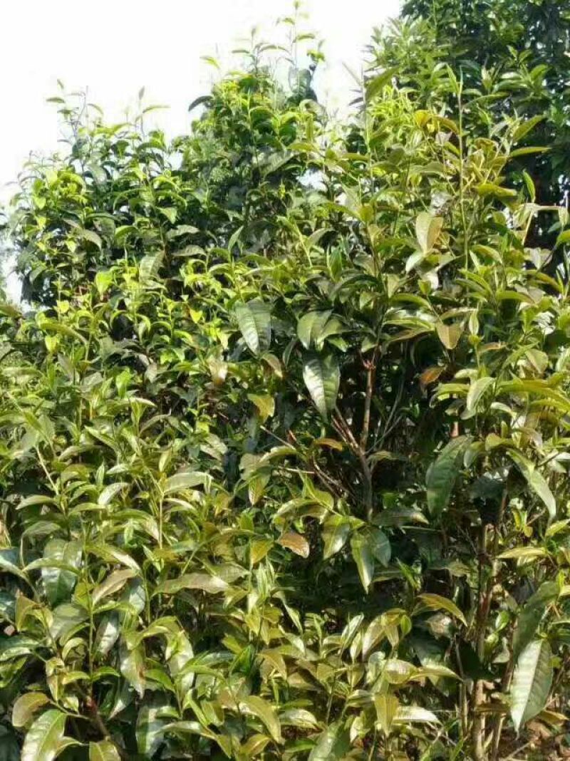 古树茶一级