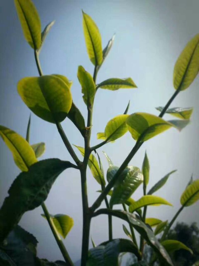 古树茶一级
