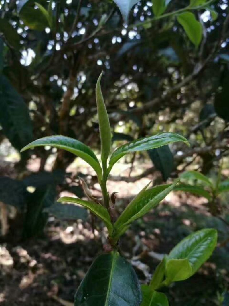 古树茶一级