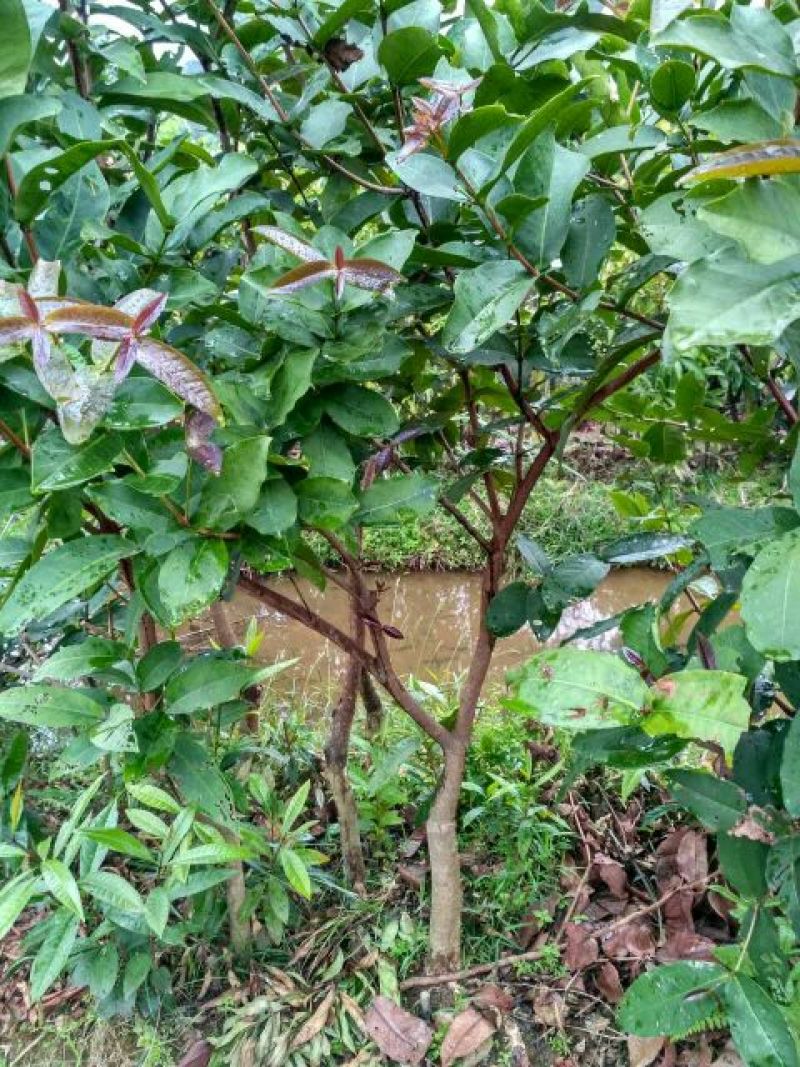 红莲雾果树苗
