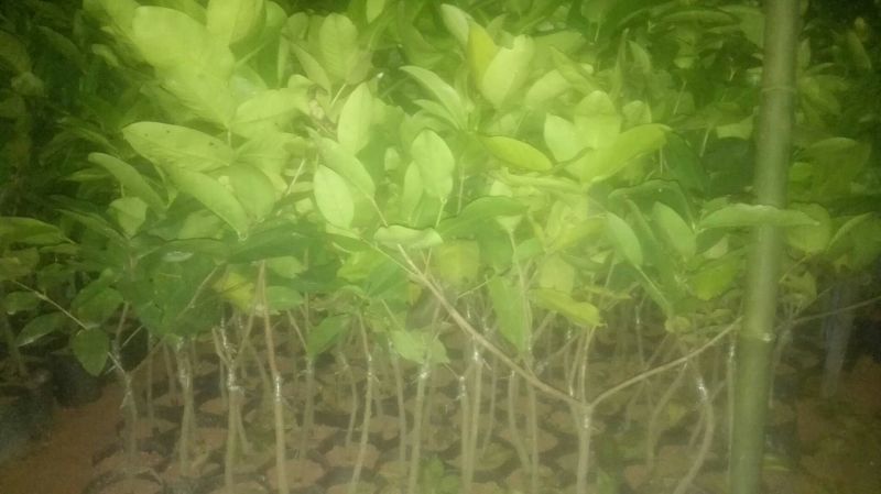 红莲雾果树苗