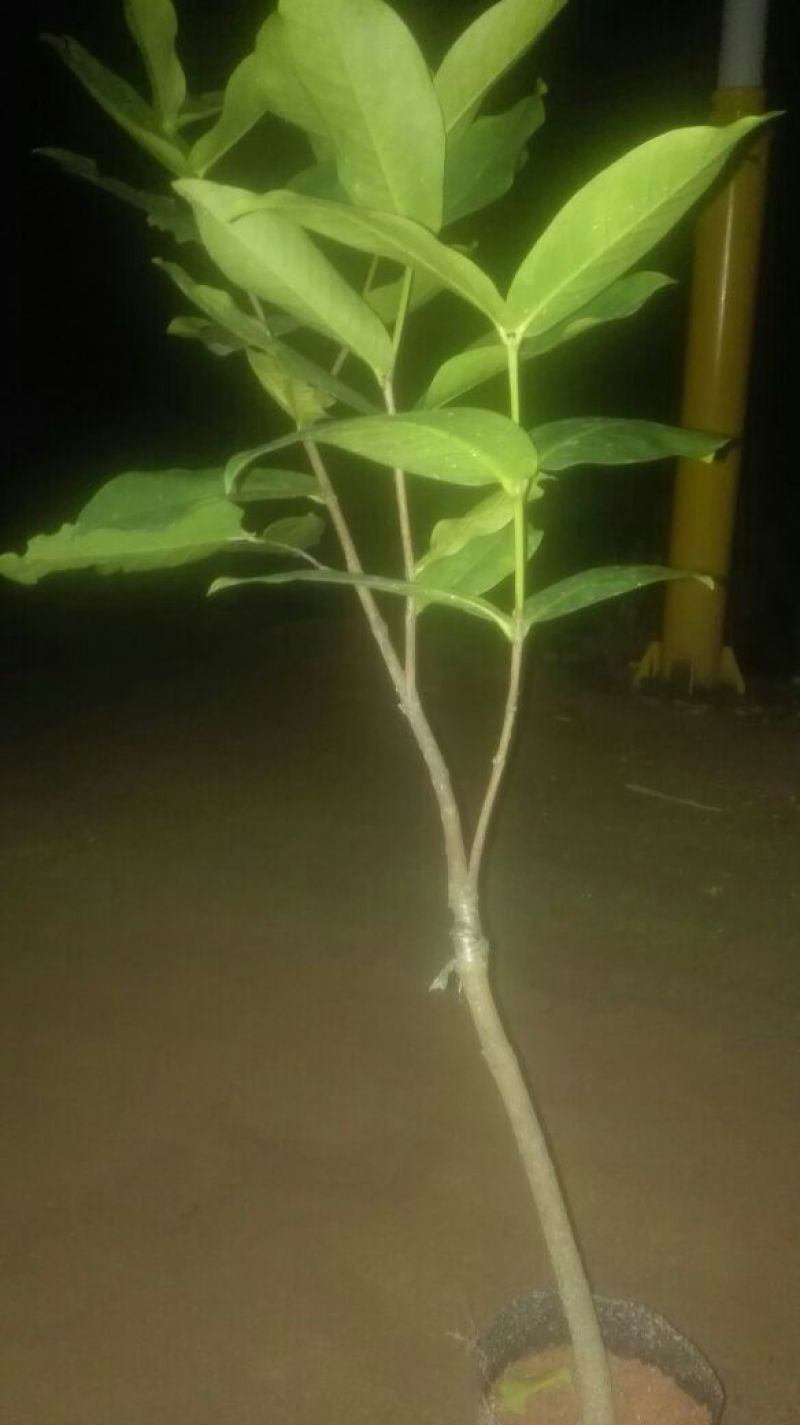 红莲雾果树苗