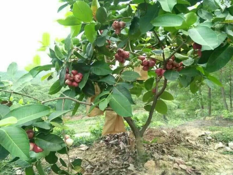 红莲雾果树苗