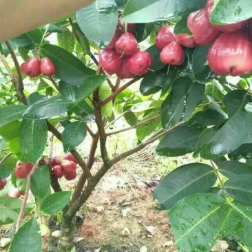 红莲雾果树苗