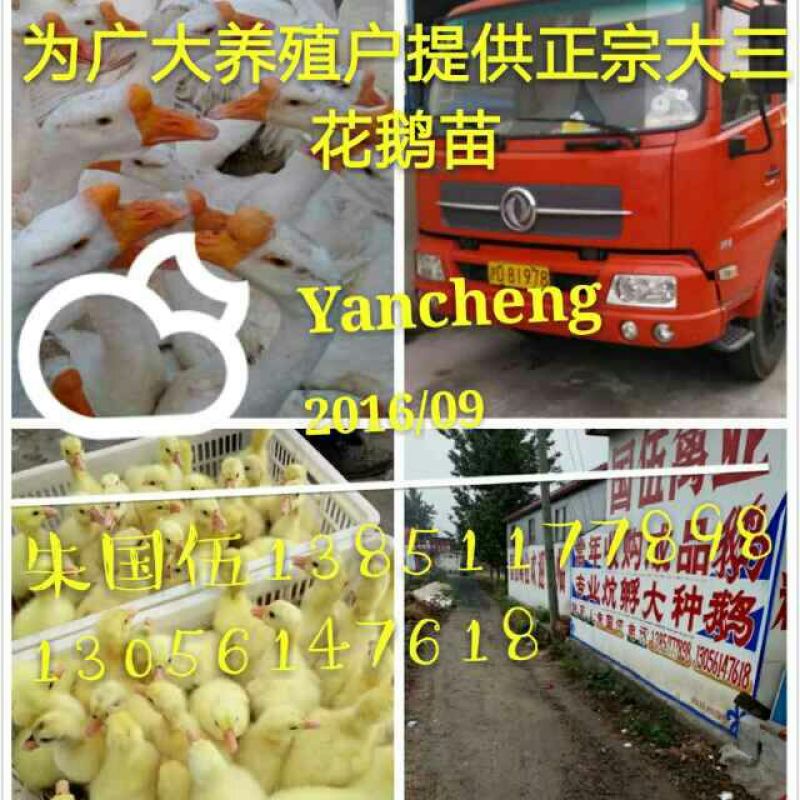 三花鹅苗250g以下