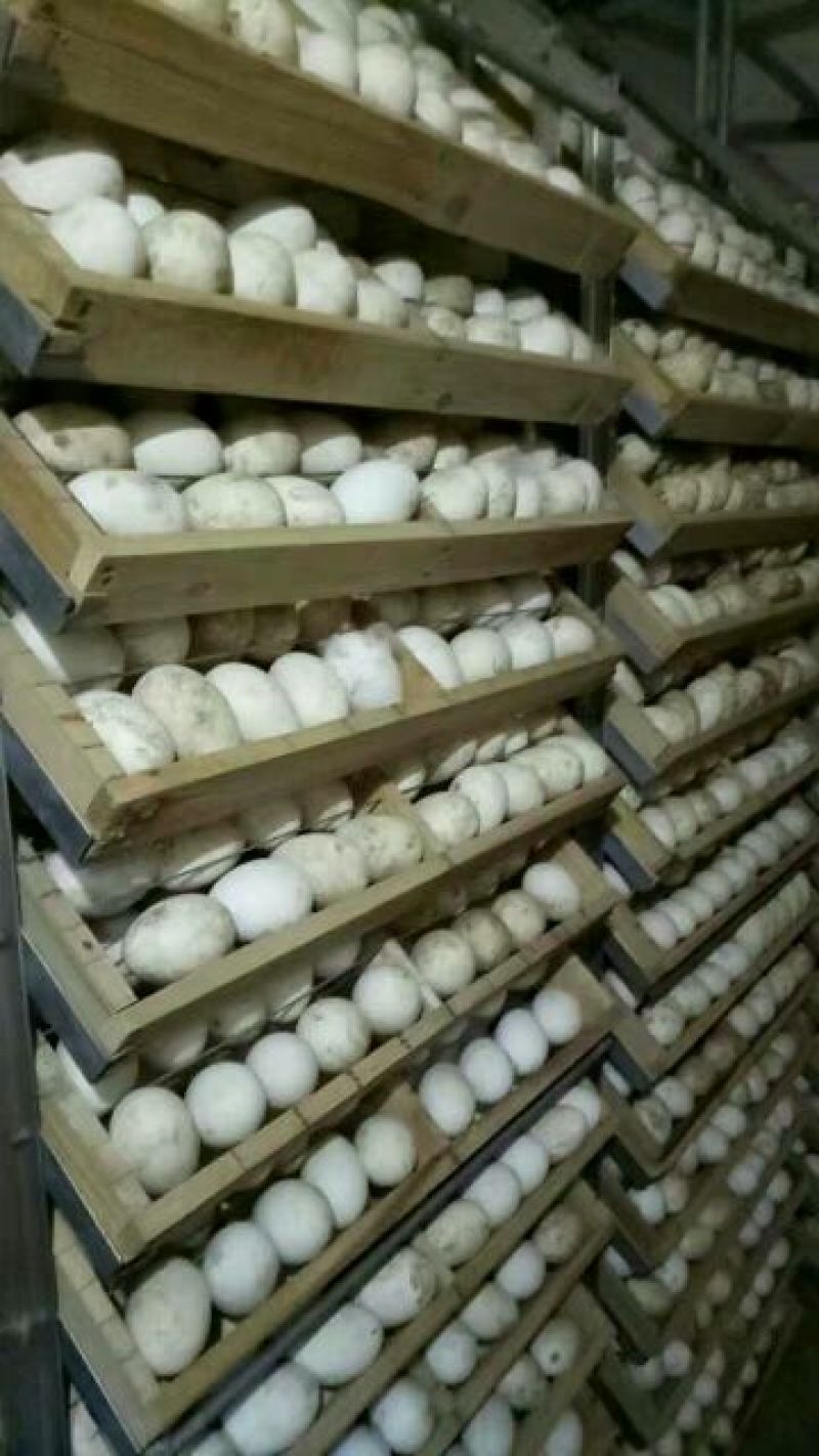 三花鹅苗250g以下