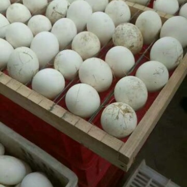 三花鹅苗250g以下