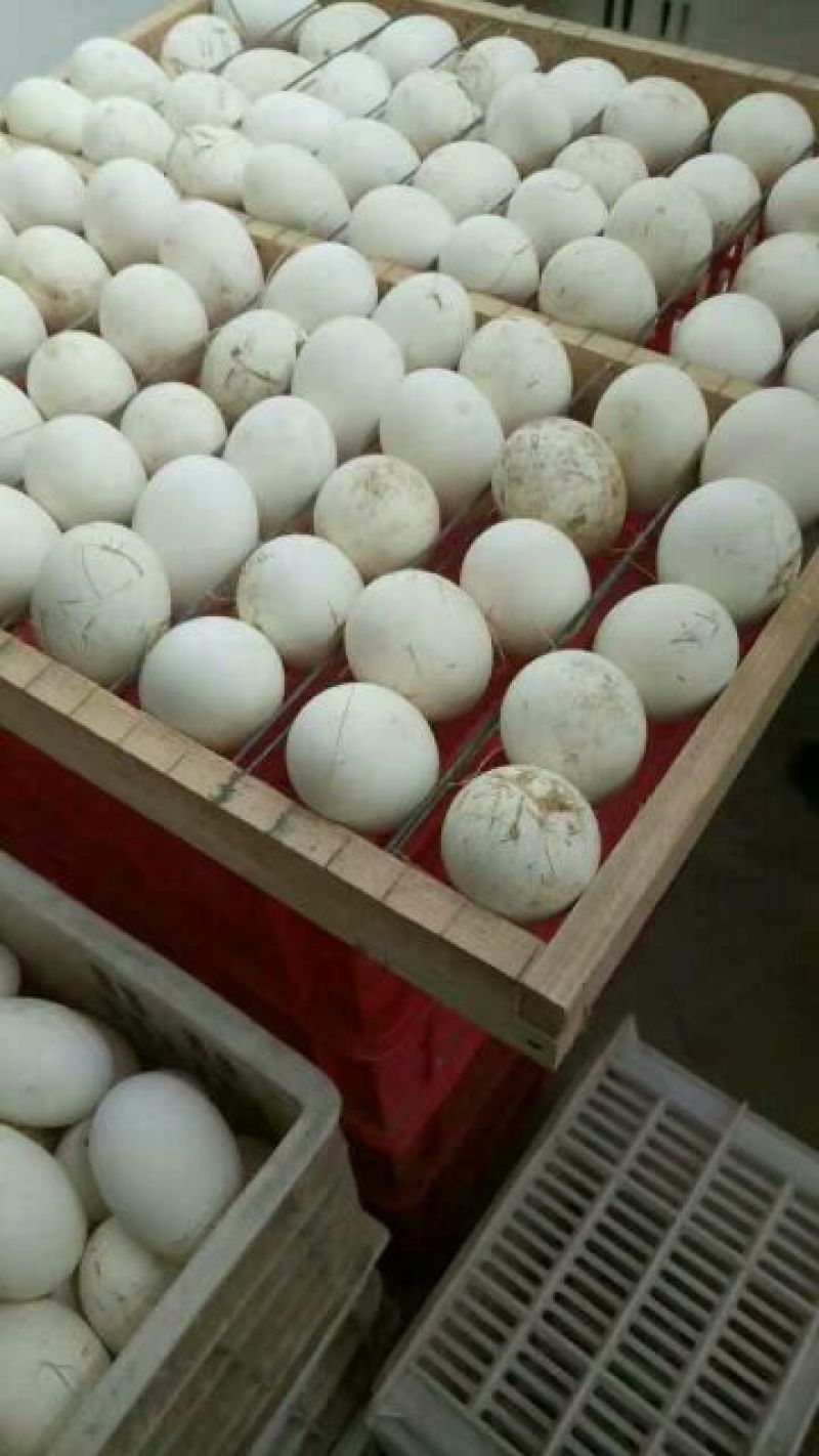 三花鹅苗250g以下