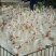 三花鹅苗250g以下