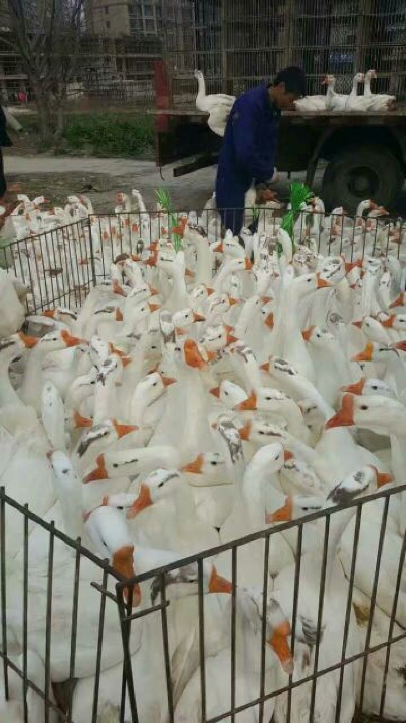 三花鹅苗250g以下