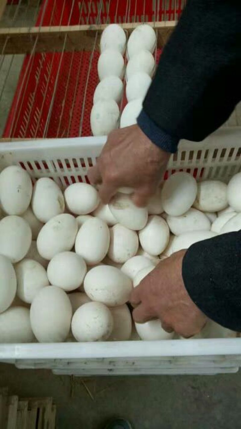 三花鹅苗250g以下
