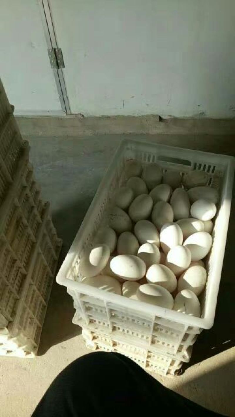 三花鹅苗250g以下