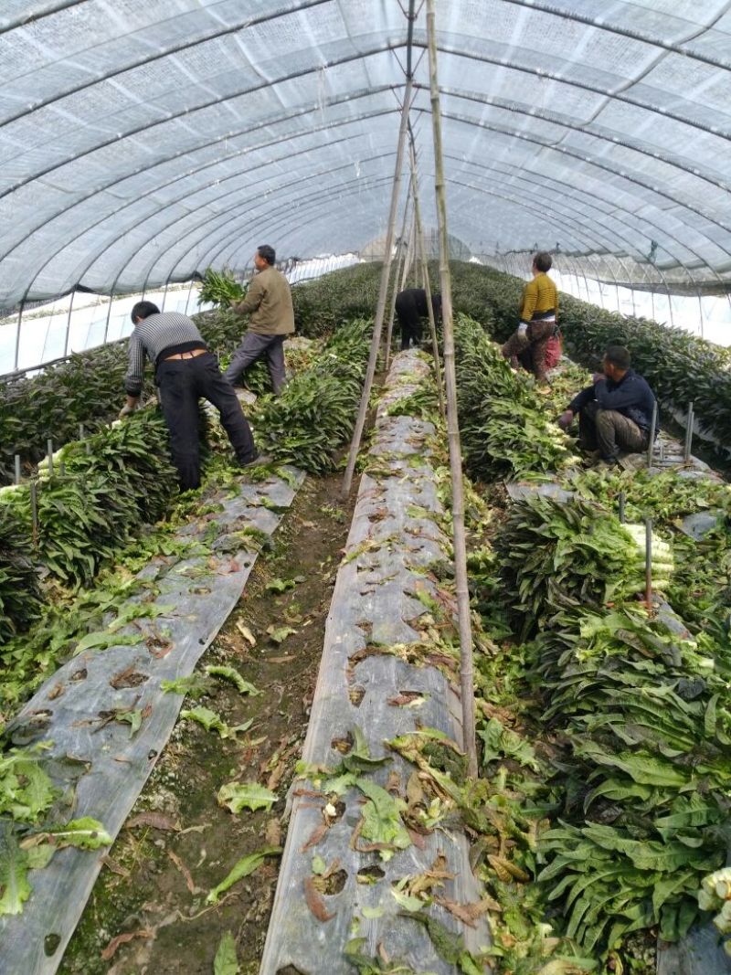 紫叶莴苣1.7~2斤50~55公分