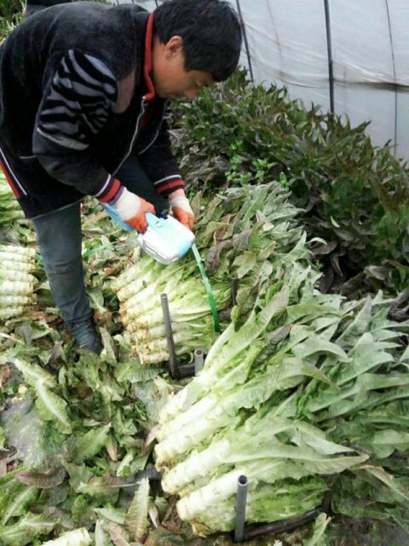 紫叶莴苣1.7~2斤50~55公分