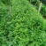 南方红豆杉30量3公分南方红豆杉苗成活率高欢迎咨询