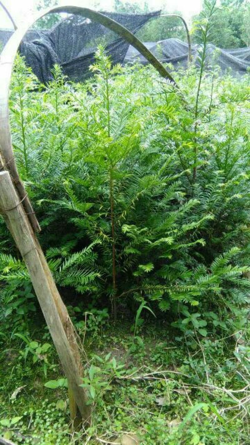 南方红豆杉30量3公分南方红豆杉苗成活率高欢迎咨询