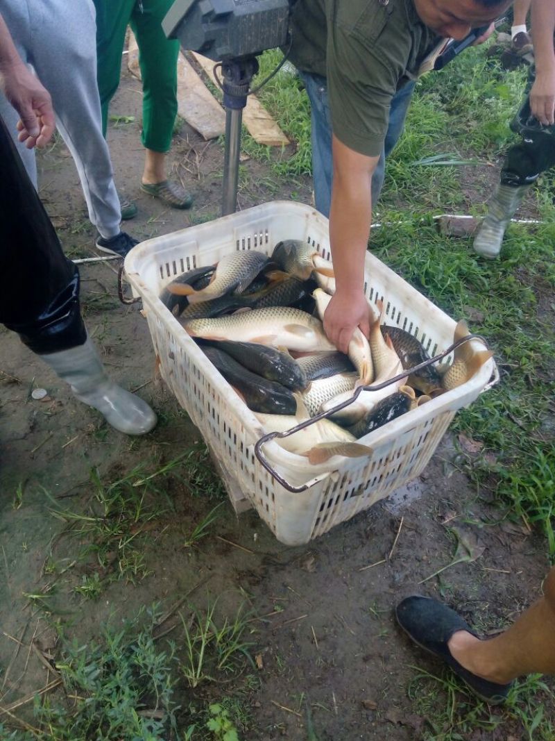 鲤鱼食用1~2公斤