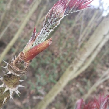 刺脑包10~20cm