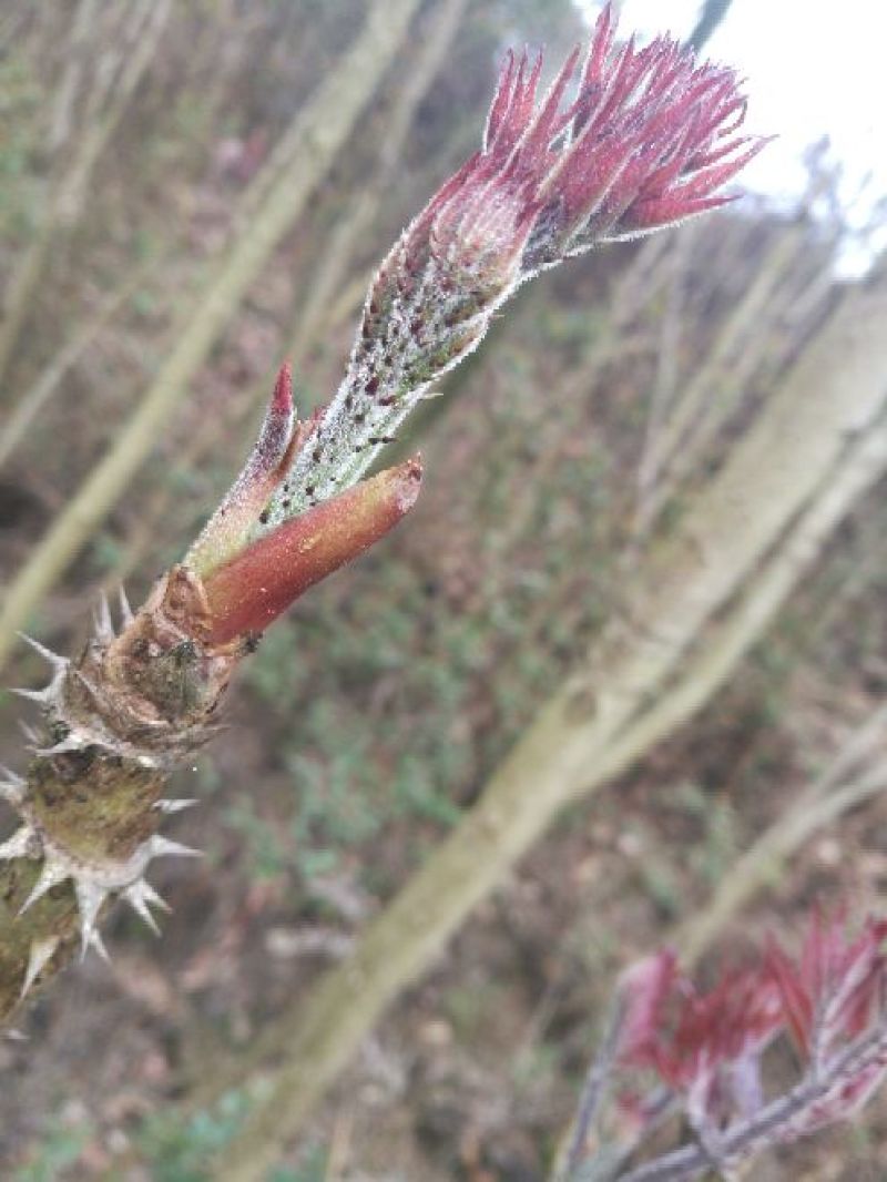 刺脑包10~20cm