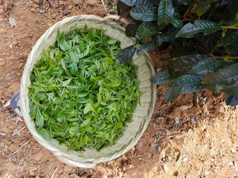 普洱绿茶特级