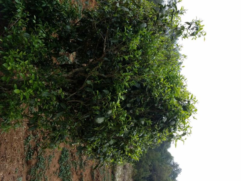 普洱绿茶特级