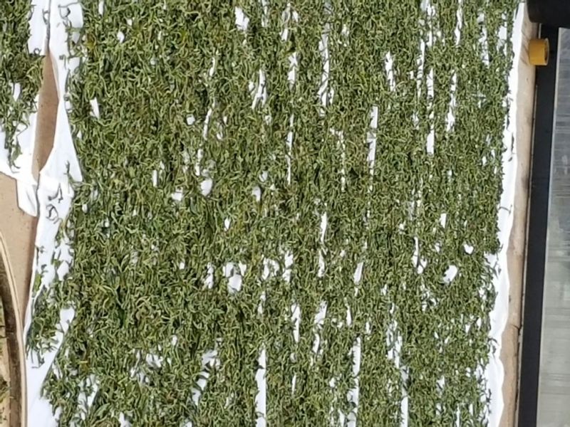 普洱绿茶特级