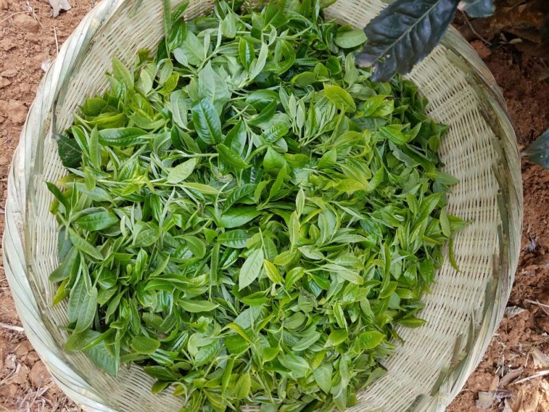 普洱绿茶特级