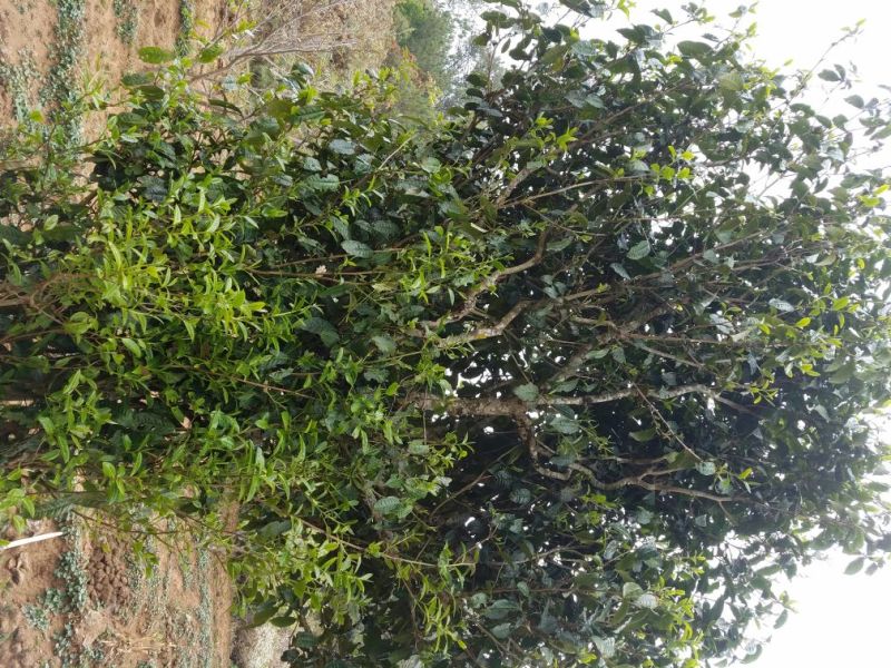 普洱绿茶特级