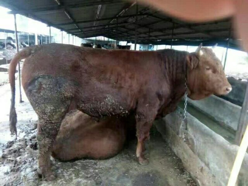 南阳黄牛100~200kg