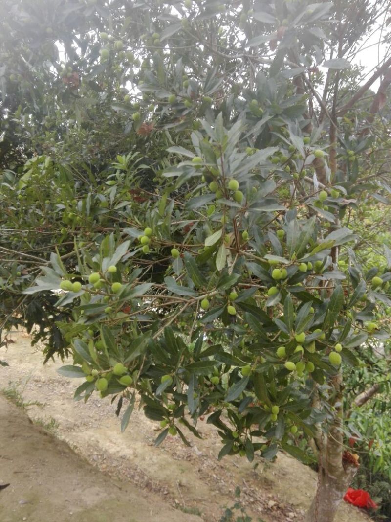 东魁杨梅树苗水晶杨梅