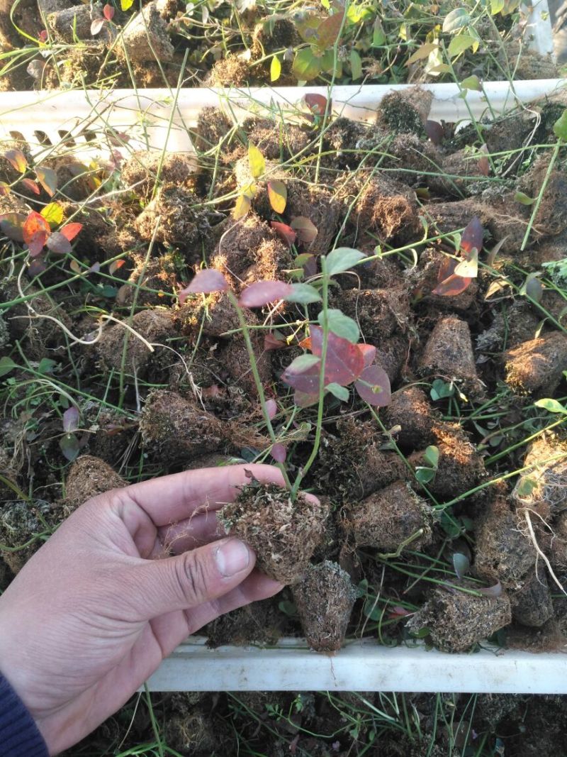 蓝莓苗1~2年10~20cm