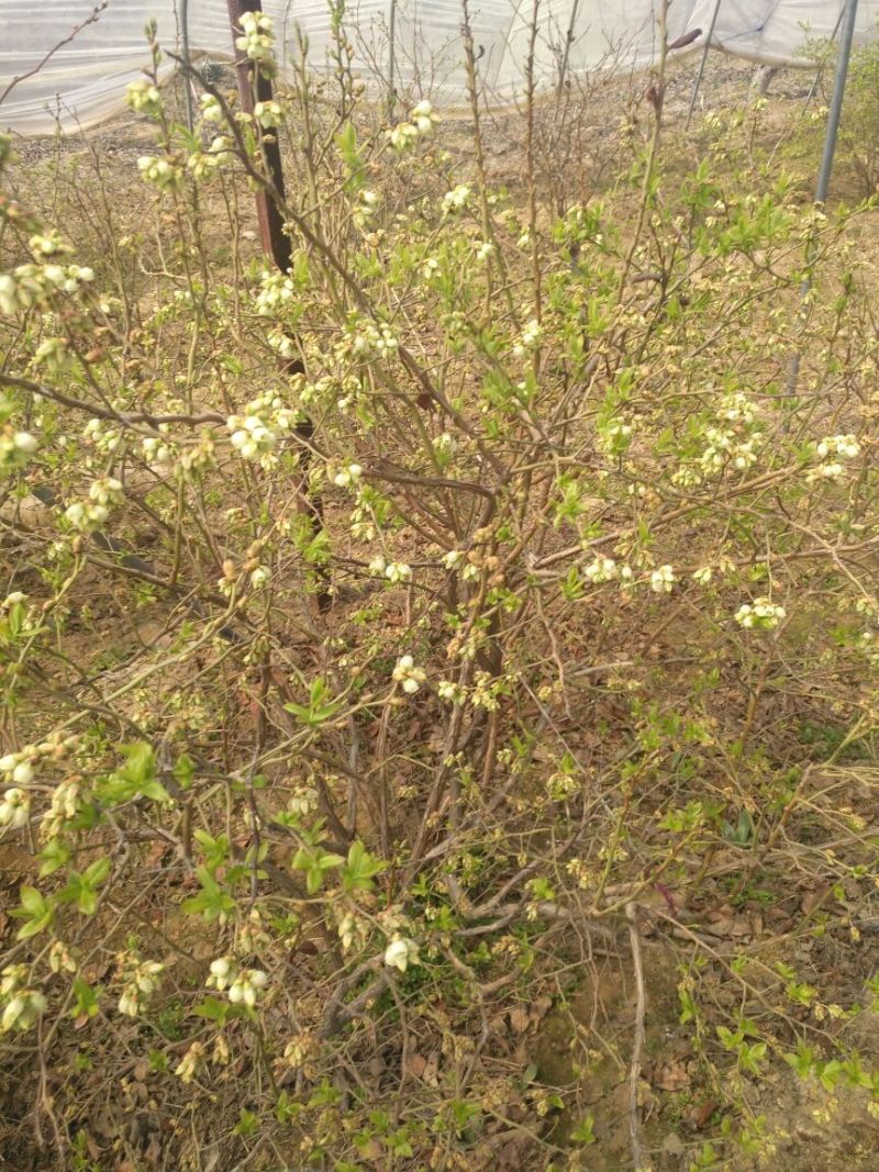 蓝莓苗1~2年10~20cm
