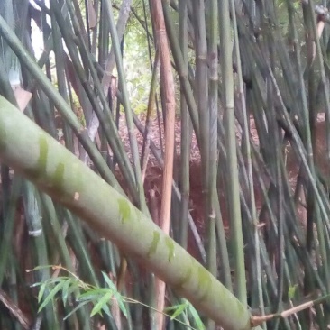 苦竹3~4m