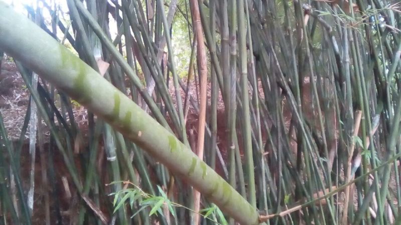 苦竹3~4m