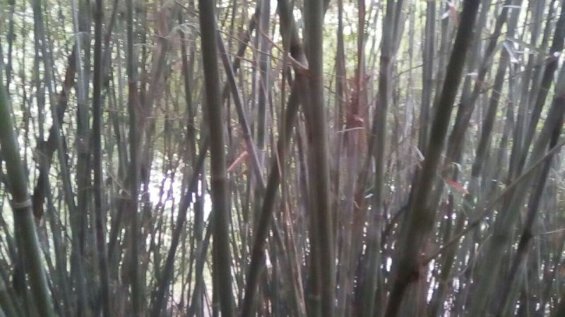苦竹3~4m