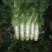 紫叶莴苣1.7~2斤50~55公分
