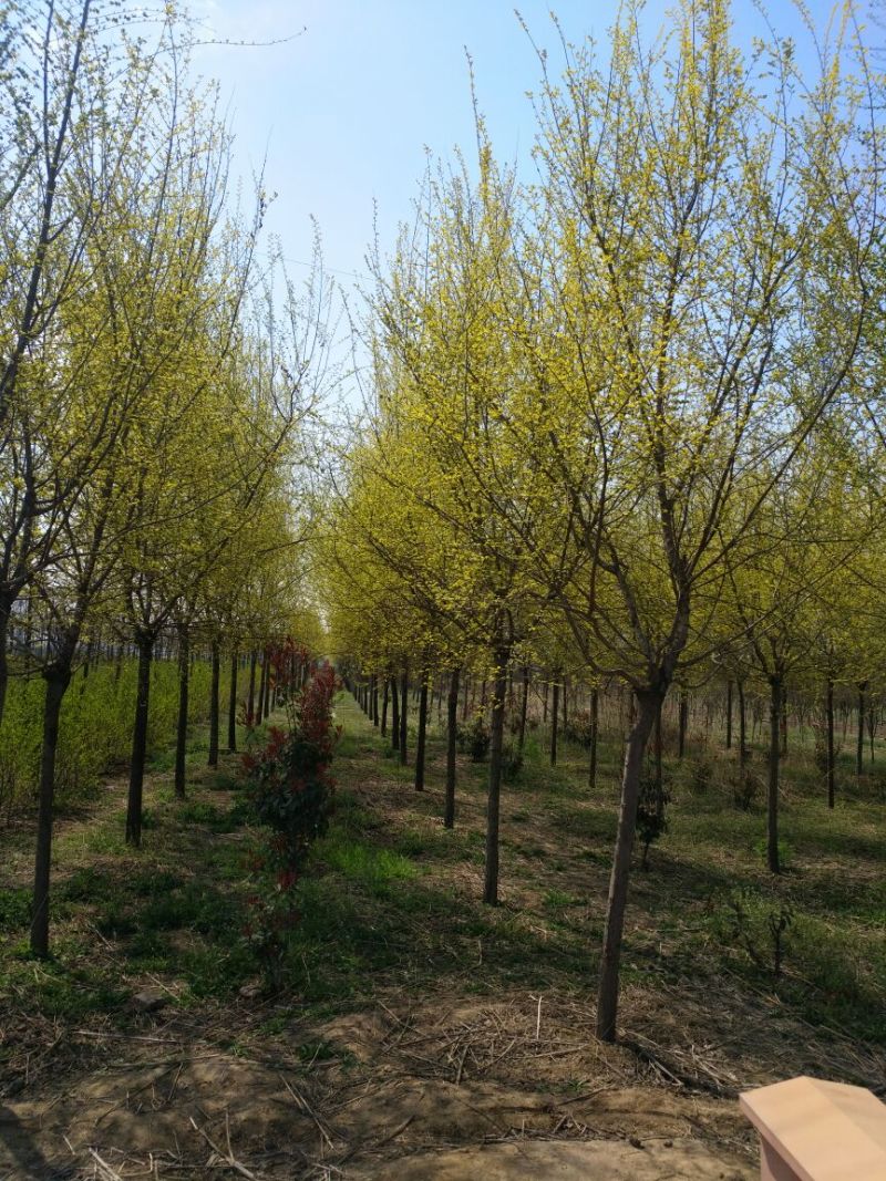 金叶榆8~10cm8~10cm3~3.5m