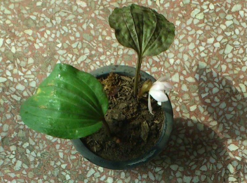 金荷兰花苗2年苗