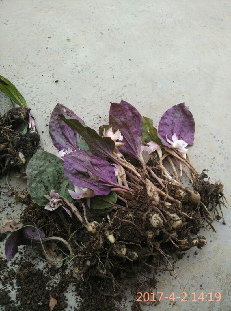金荷兰花苗2年苗