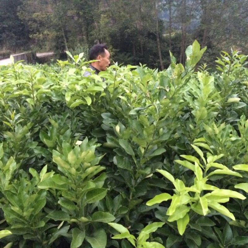 红心蜜柚苗0.2~0.5cm0.3~0.5m