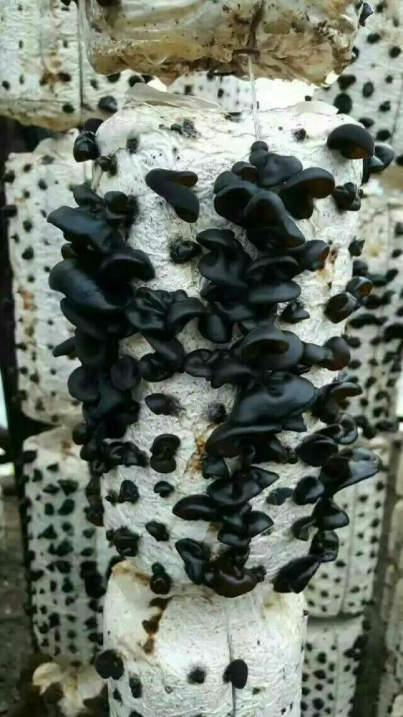 黑木耳特级