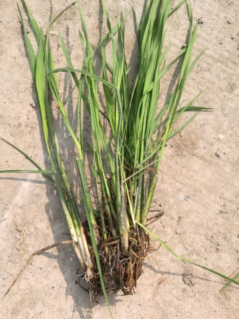 双季水果茭白种苗高产高收益植株抗性强分裂强
