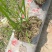 双季水果茭白种苗高产高收益植株抗性强分裂强