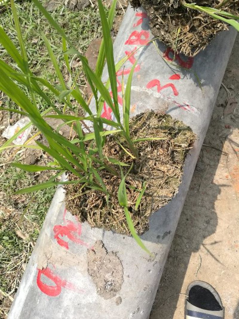双季水果茭白种苗高产高收益植株抗性强分裂强