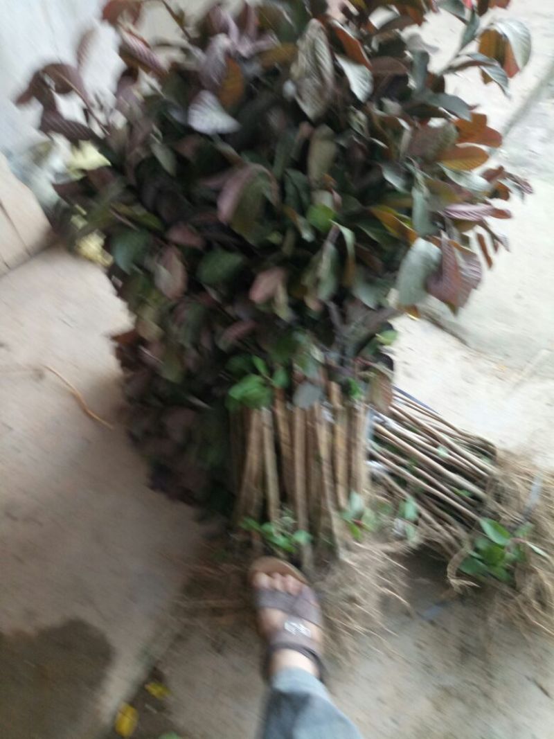 番石榴苗50~80cm