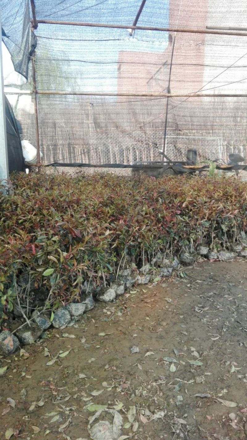 红罗宾苗10~20cm
