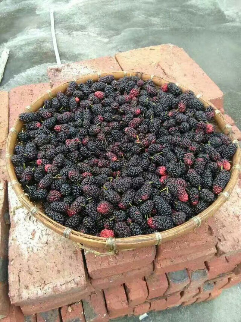 桑树苗优质嫁接台湾四季长果桑大十果桑葚