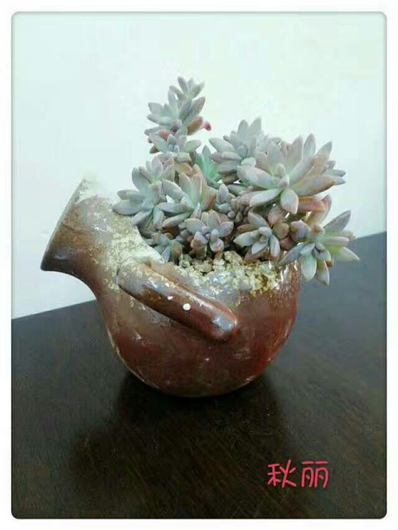 花盆陶瓷