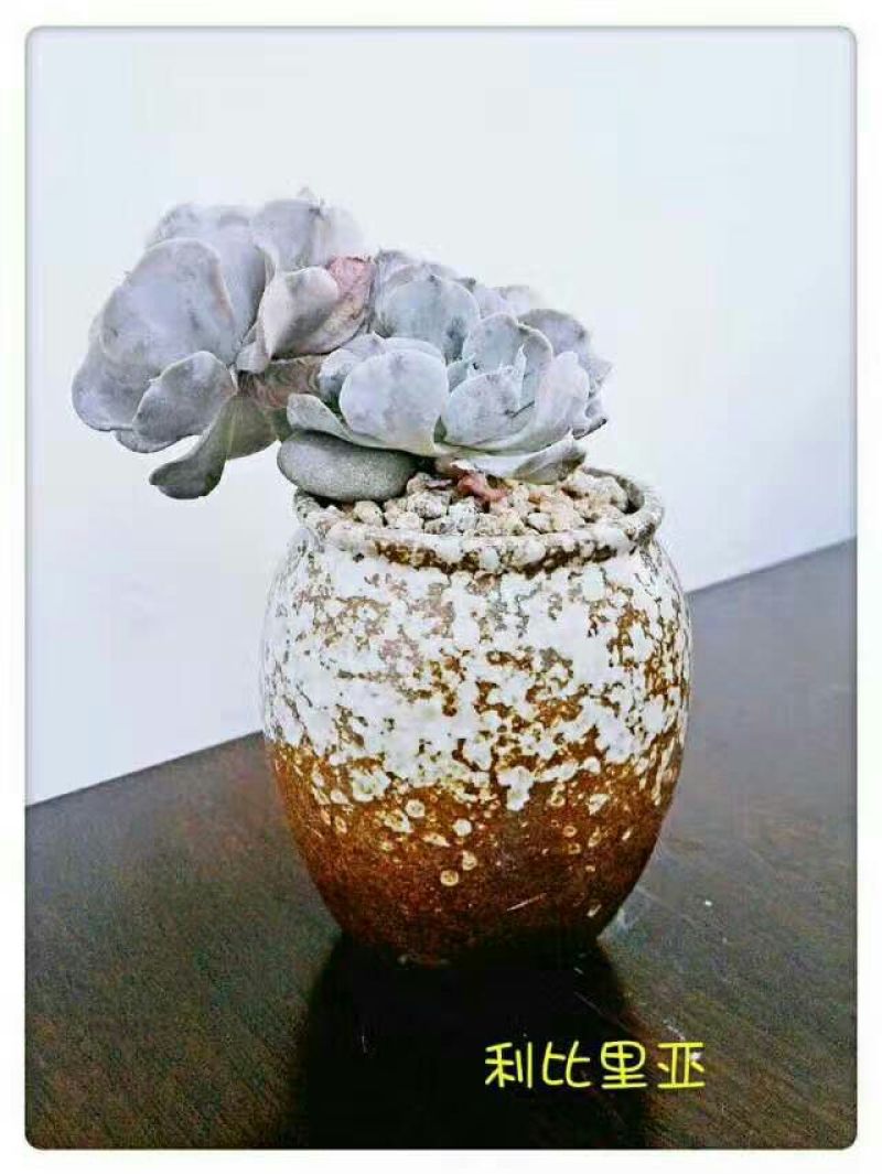 花盆陶瓷