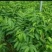 番石榴苗台芭乐珍珠釆石榴白心红心杯苗裸根产地直供